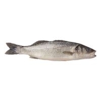 Stone Sea Bass