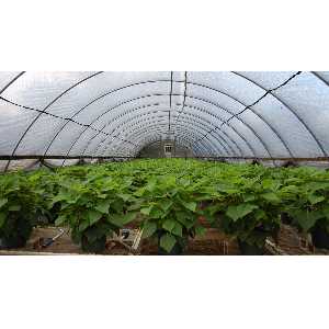 Greenhouse Films
