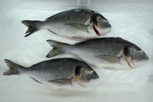 Gilthead Sea Bream (Sparus aurata)