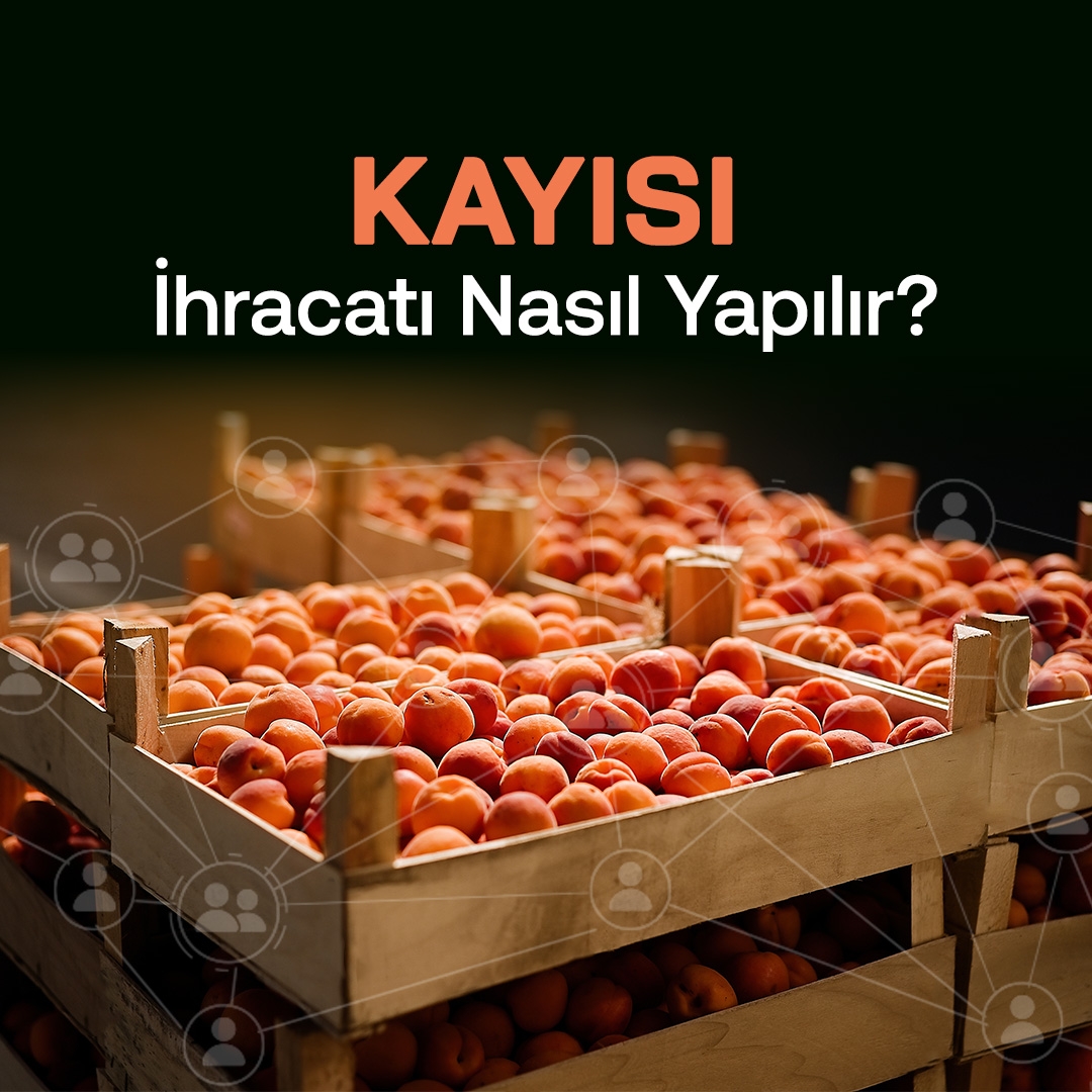 Kayısı İhracatı Nasıl Yapılır