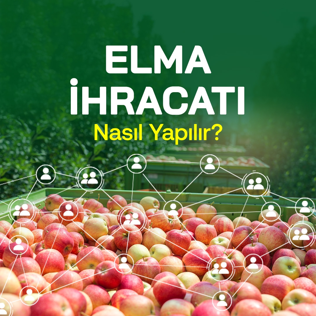 Elma İhracatı Nasıl Yapılır?