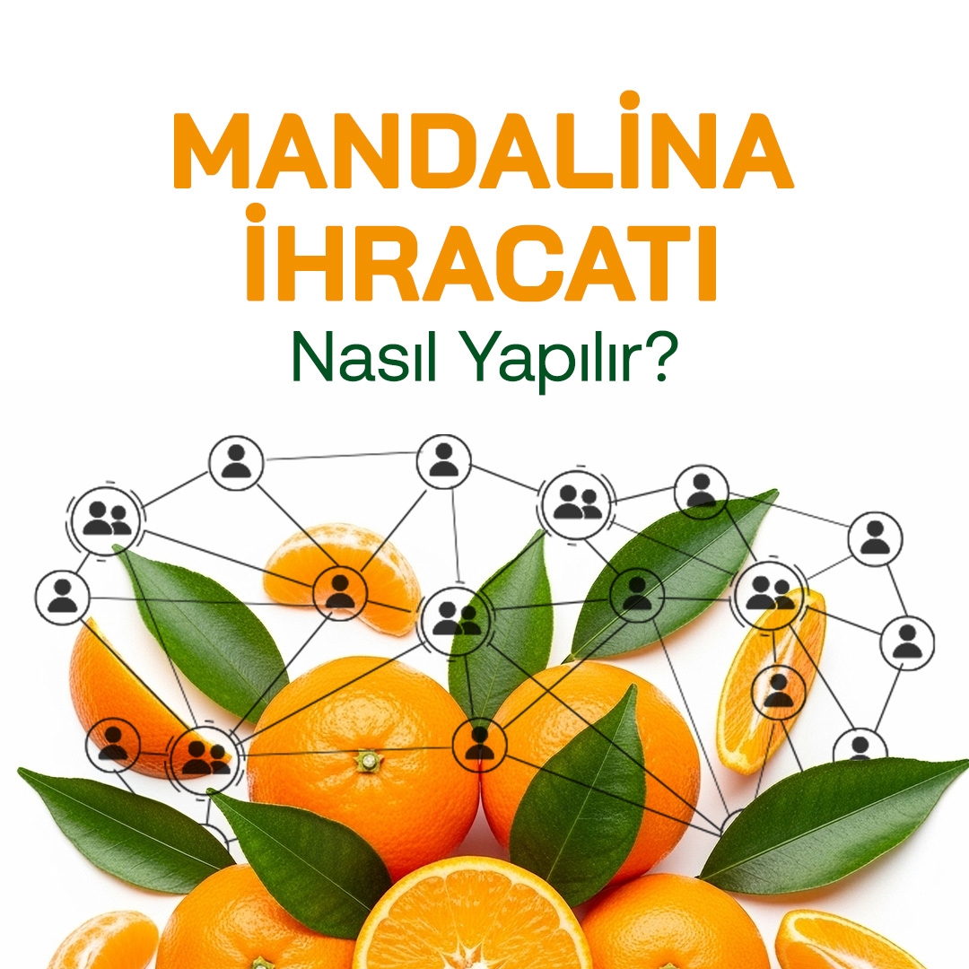 Mandalina İhracatı Nasıl Yapılır
