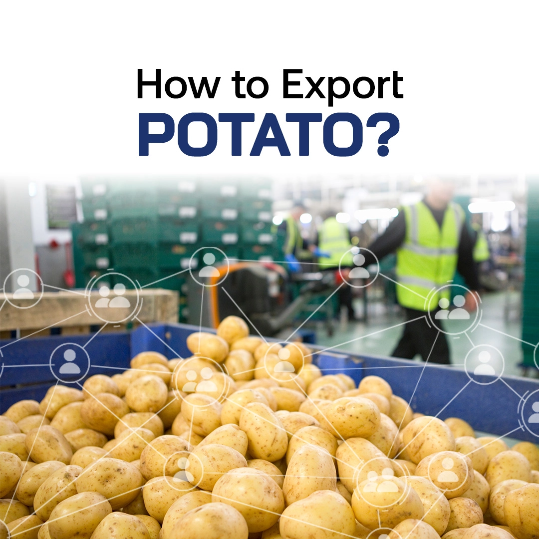 How to Export Potato
