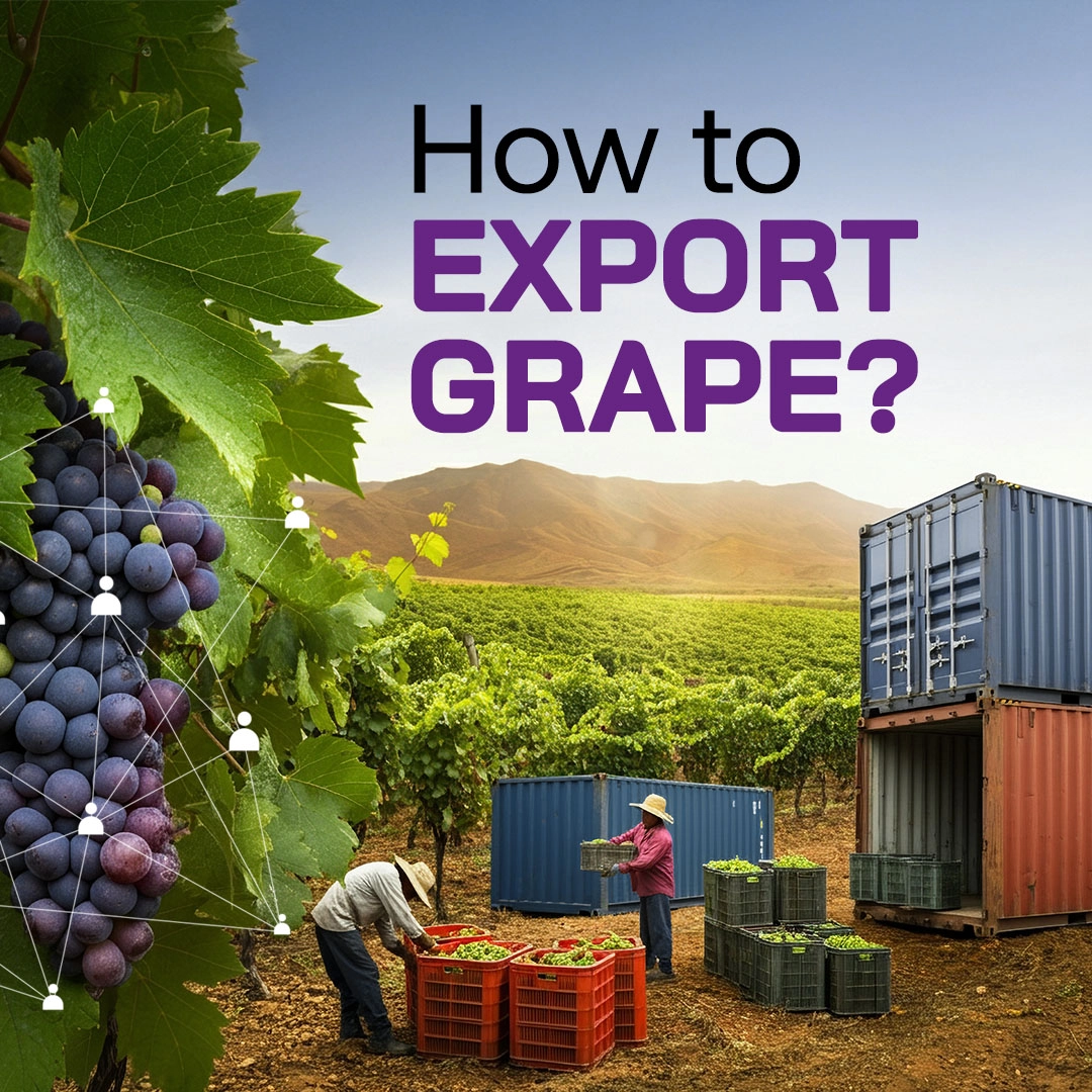 How to Export Grape