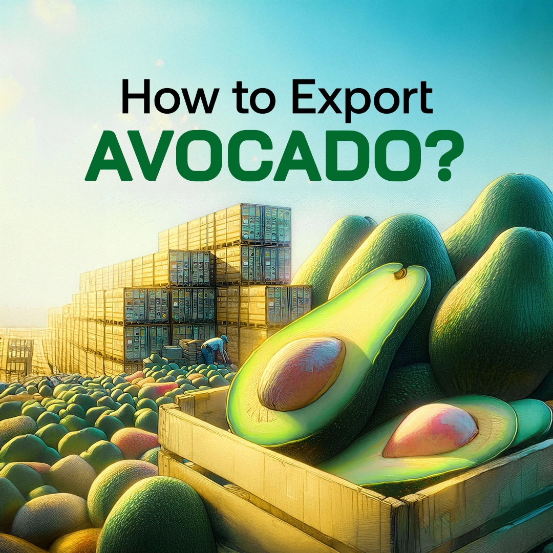 How to Export Avocado?