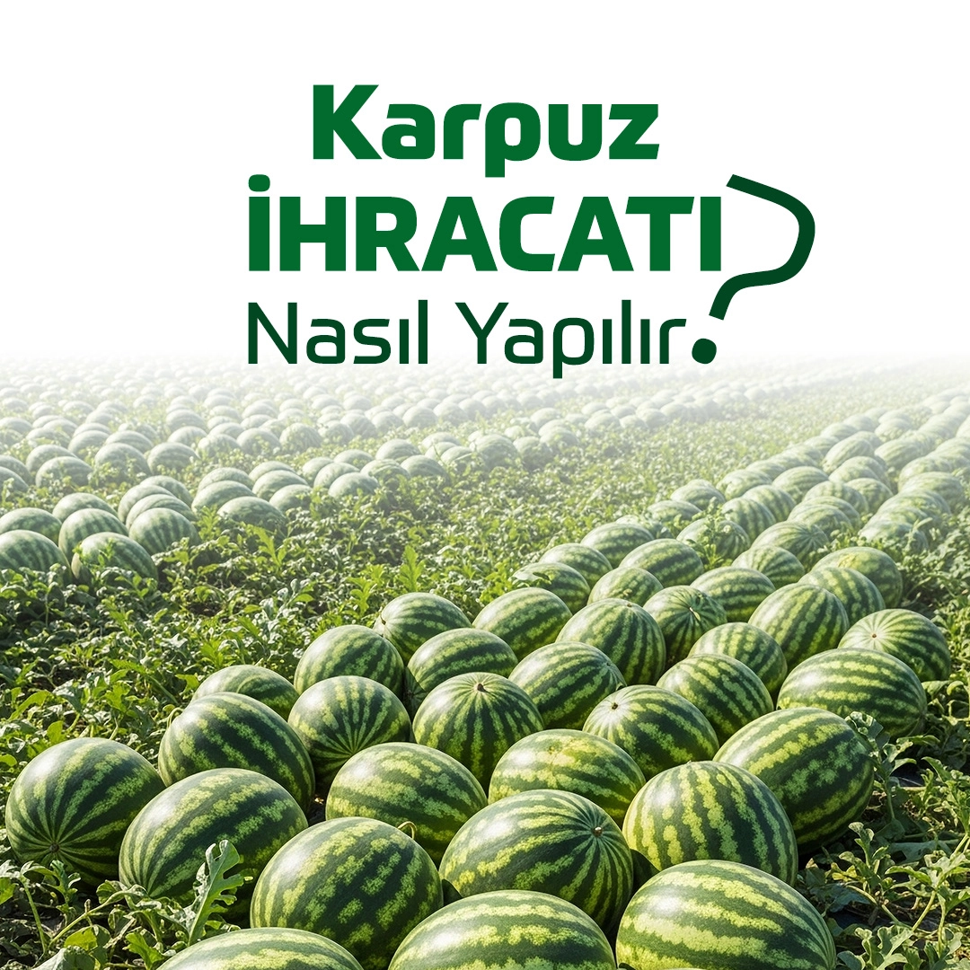 Karpuz İhracatı Nasıl Yapılır?