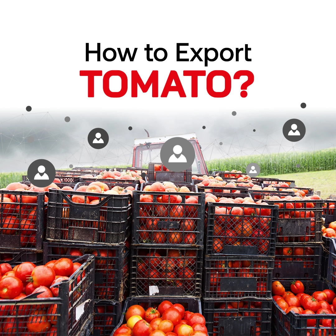 How to Export Tomato